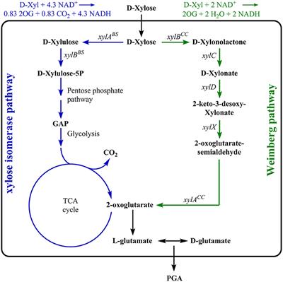 Comparison of Isomerase and Weimberg Pathway for γ-PGA Production From Xylose by Engineered Bacillus subtilis